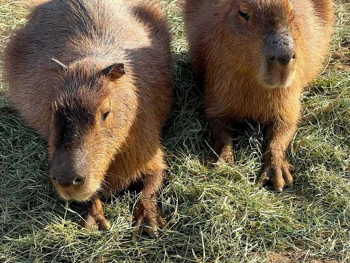 Two capybaras resting side by side on straw at Andelin Family Farm