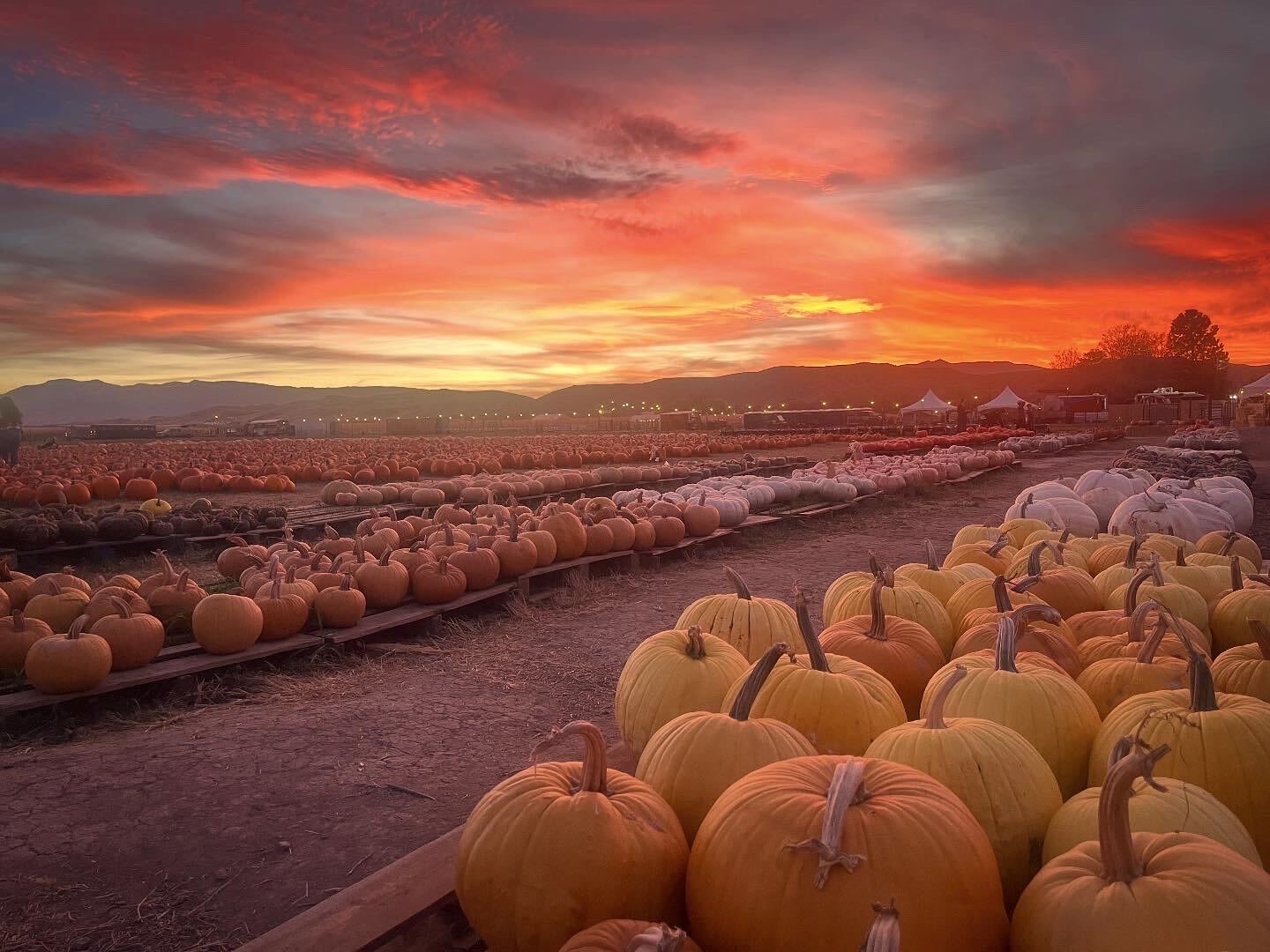 Rows of pumpkins at sunset at Andelin Family Farm, with festival tents and mountains behind